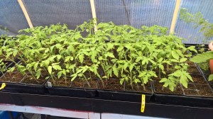 Tomato seedlings 6-18